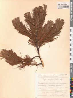 MAG 0004458