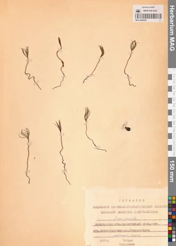 MAG 0004459