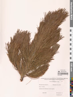 MAG 0004463