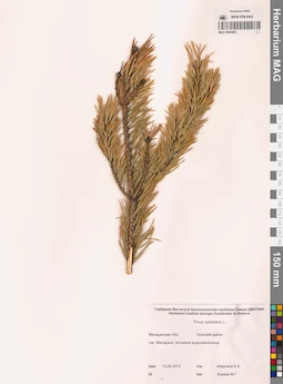 MAG 0004465