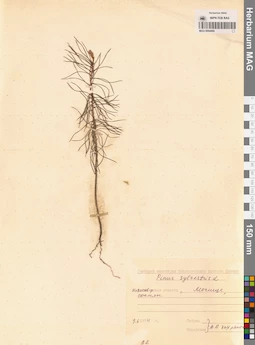 MAG 0004469