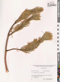 MAG 0004471