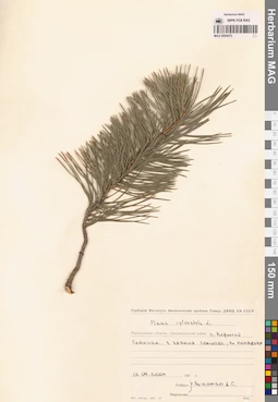 MAG 0004472