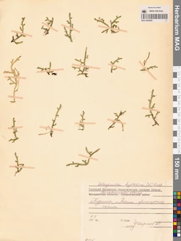MAG 0005090