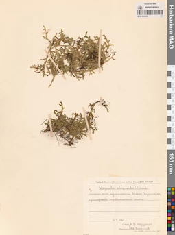 MAG 0005093