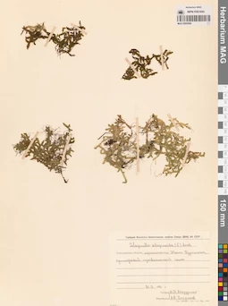 MAG 0005094
