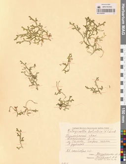 MAG 0005095