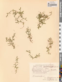 MAG 0005096