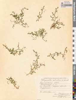 MAG 0005097