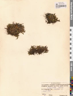MAG 0005109