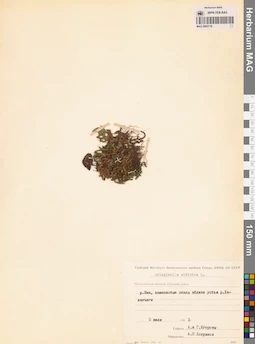 MAG 0005116