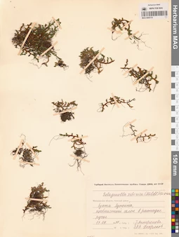 MAG 0005118