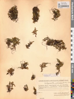 MAG 0005121
