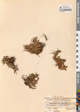 MAG 0005124