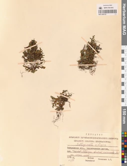 MAG 0005125