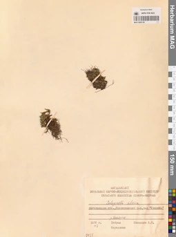 MAG 0005126