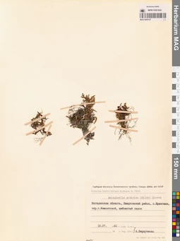 MAG 0005127