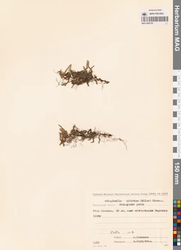 MAG 0005129