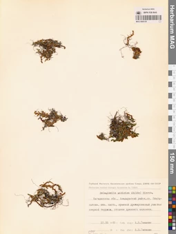 MAG 0005130