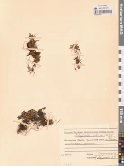 MAG 0005131