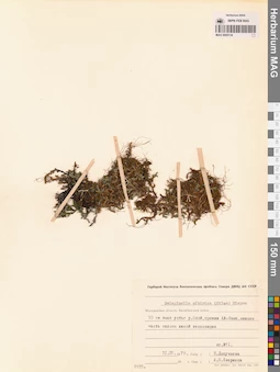 MAG 0005134