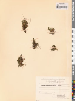MAG 0005135