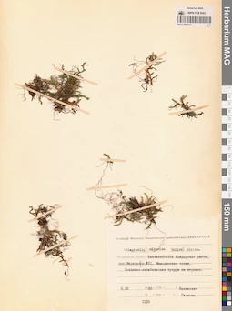 MAG 0005141
