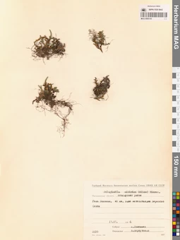 MAG 0005143