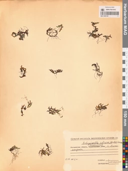 MAG 0005146