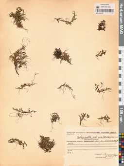 MAG 0005147