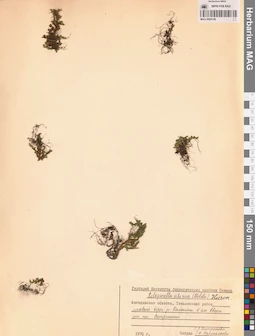 MAG 0005148