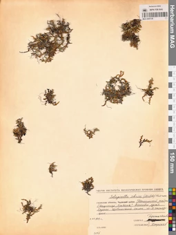 MAG 0005149