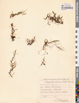 MAG 0005152