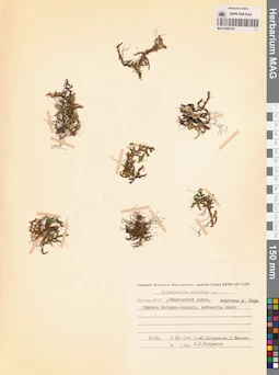 MAG 0005154