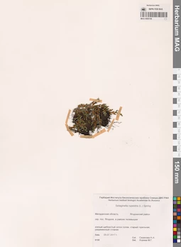 MAG 0005156