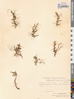MAG 0005157