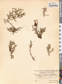 MAG 0005159
