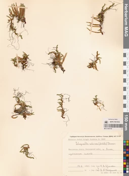 MAG 0005160