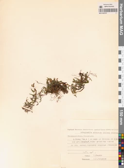 MAG 0005163