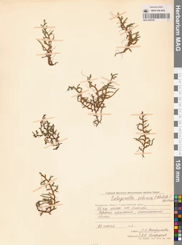 MAG 0005166