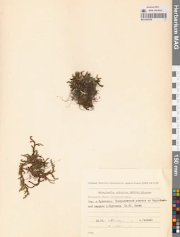 MAG 0005168