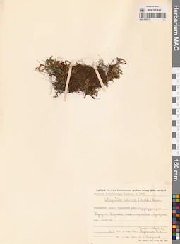 MAG 0005170