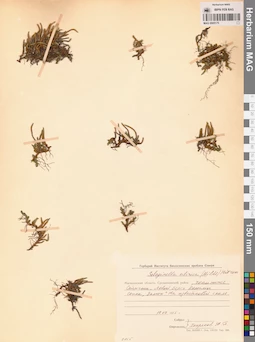 MAG 0005175
