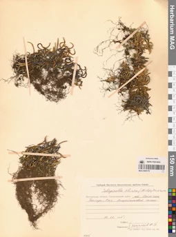 MAG 0005178
