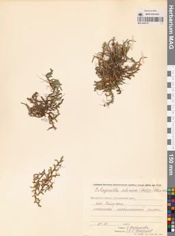 MAG 0005179
