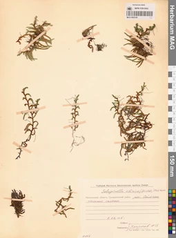 MAG 0005180