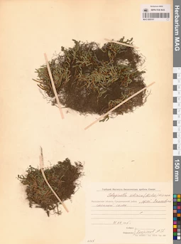 MAG 0005181