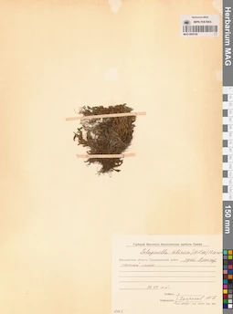 MAG 0005182