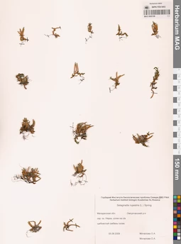 MAG 0005188