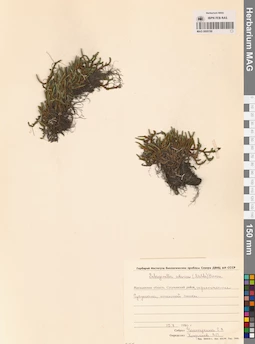MAG 0005190